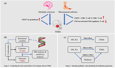 Causal effects of autoimmune diseases on temporomandibular disorders and the mediating pathways: a Mendelian randomization study